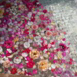 Flower petals floating in a pool. Marrakesh. 2017
